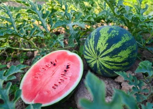 酒厂吃瓜,揭秘酒厂内部那些不为人知的“吃瓜”故事